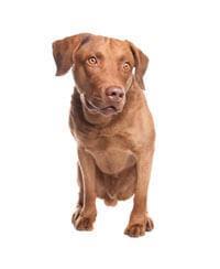 Chesapeake Bay Retriever