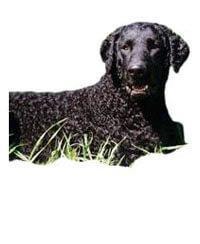Curly Coated Retriever