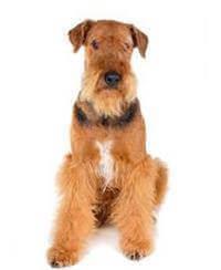 large_airedale-terrier-636529010330800280