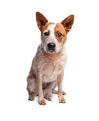 large_australische-cattle-dog-636529085599068280