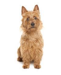 large_australische-terrier-636529078603206537