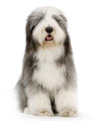 large_bearded-collie