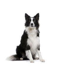 large_border-collie