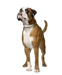 large_boxer