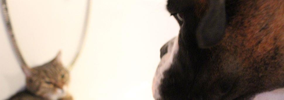 De eerste paar dagen met een nieuwe asielhond