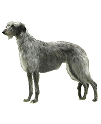 Deerhound