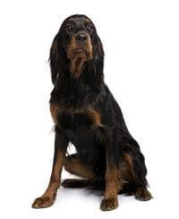 Gordon Setter