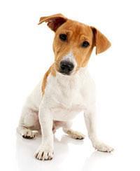 large_jack-russell
