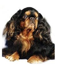 King Charles Spaniël