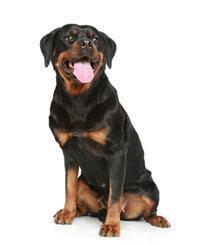 Rottweiler