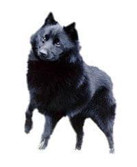 Schipperke