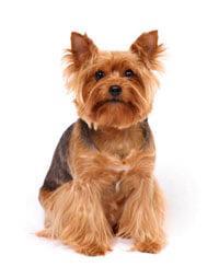 large_yorkshire-terrier-636529026298845280