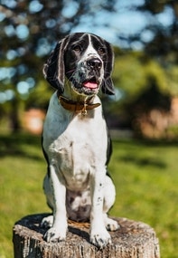 Les 1: Terugkomen op commando