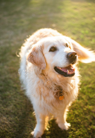 Een nieuwe hond: wordt het een reu of teef?