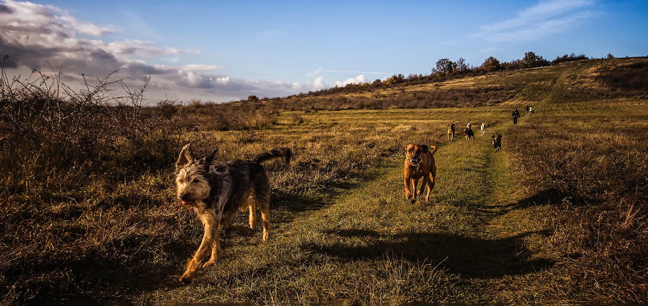 Honden rennen door het landschap
