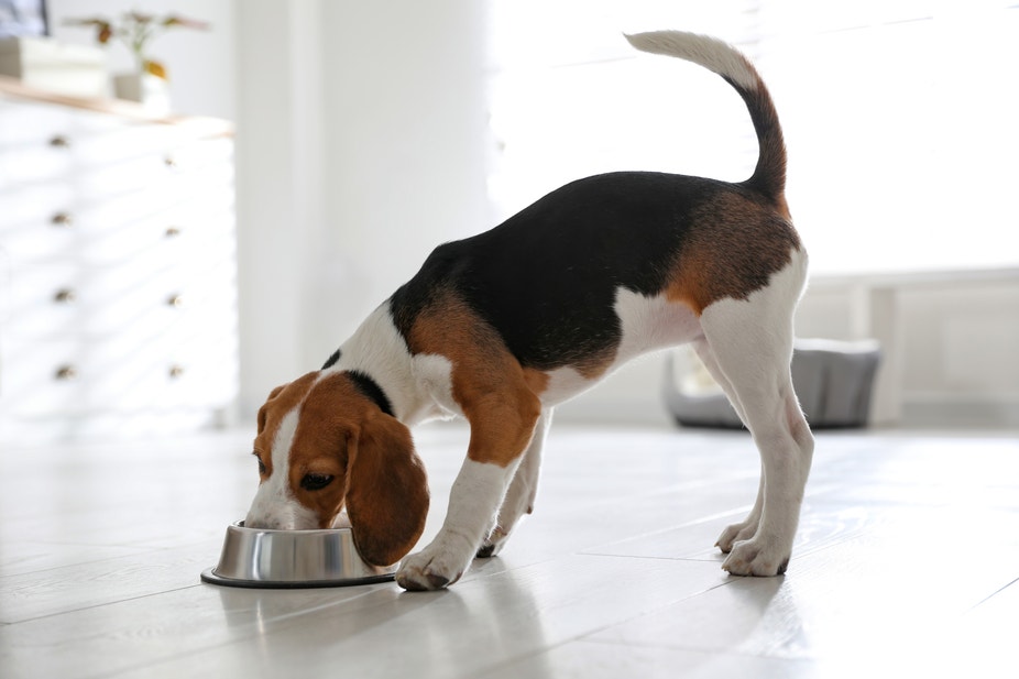 Beagle puppy thuis eten