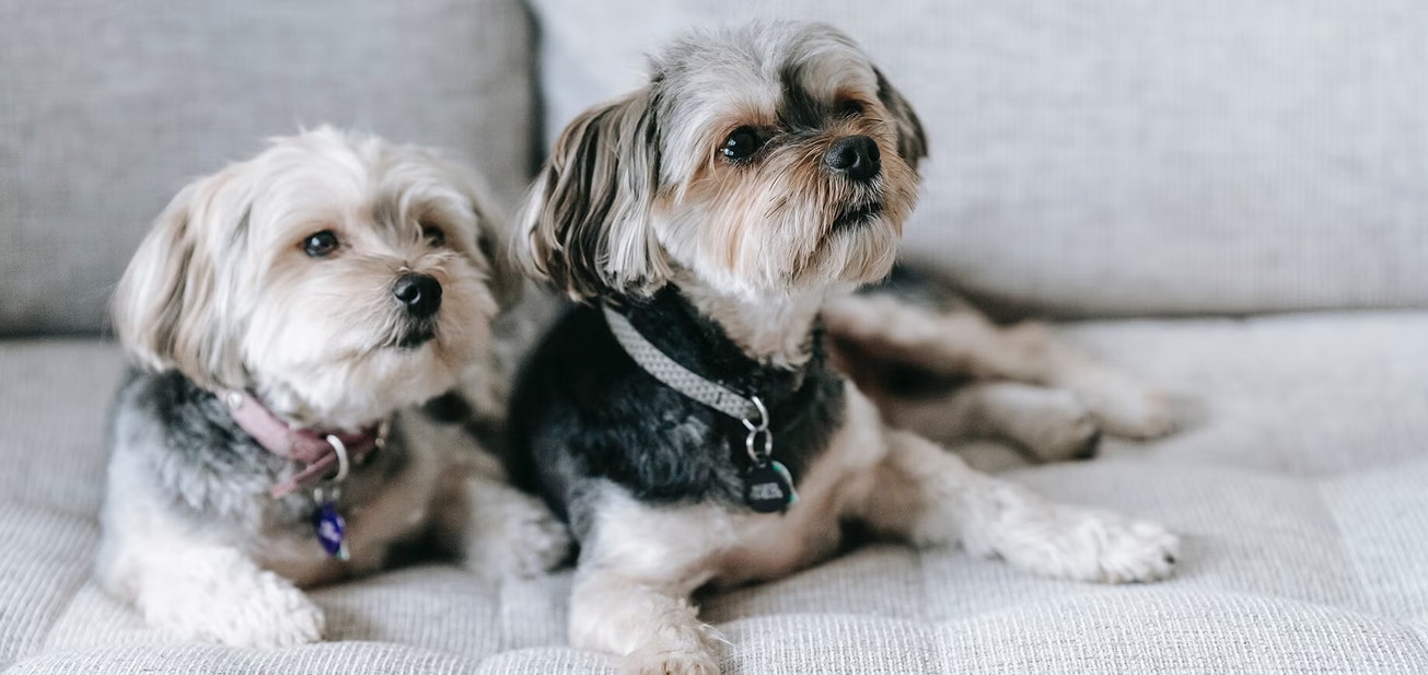 twee kleine hondjes met halsbanden die naast elkaar zitten op een grijze zitbank.