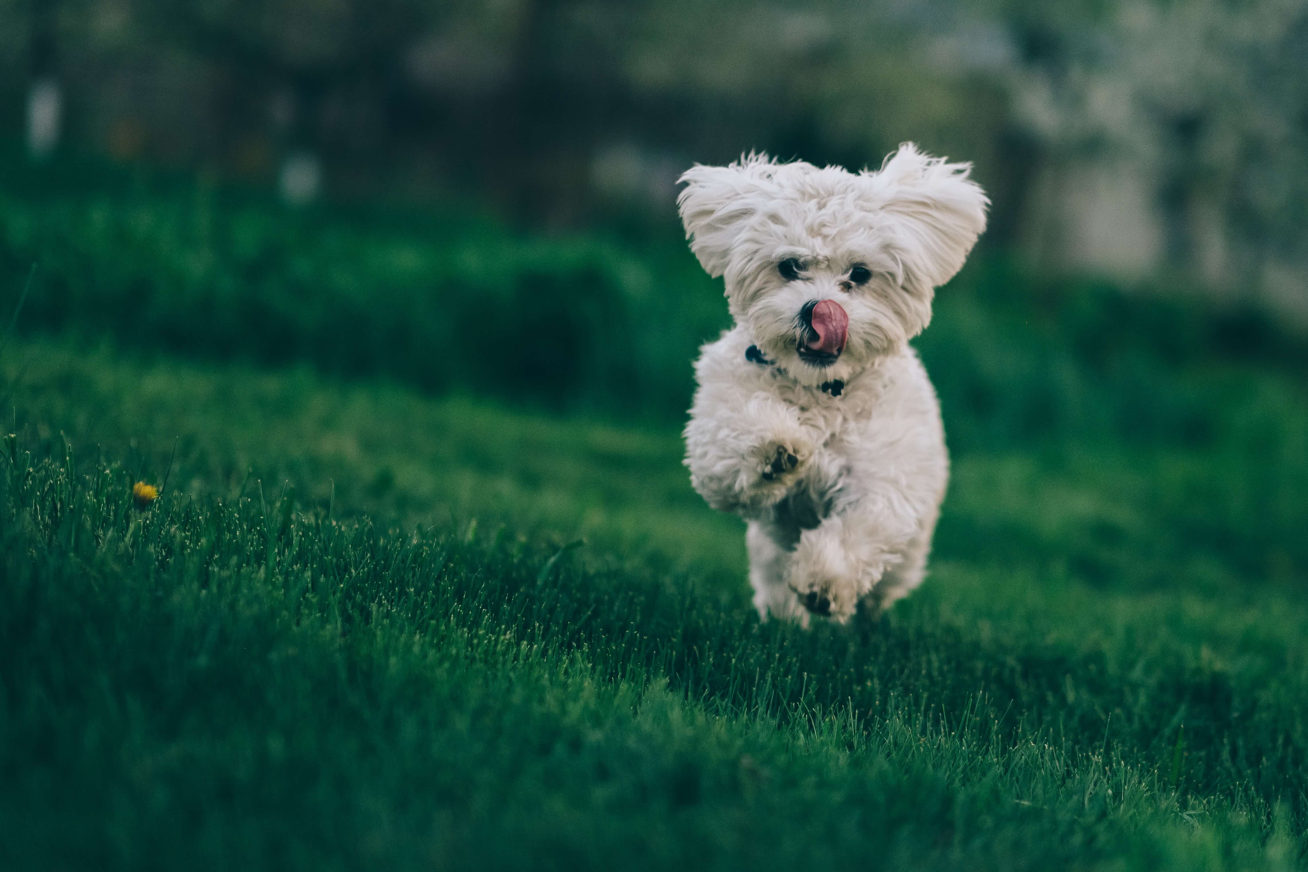 Een Bichon Frise rent door het gras.