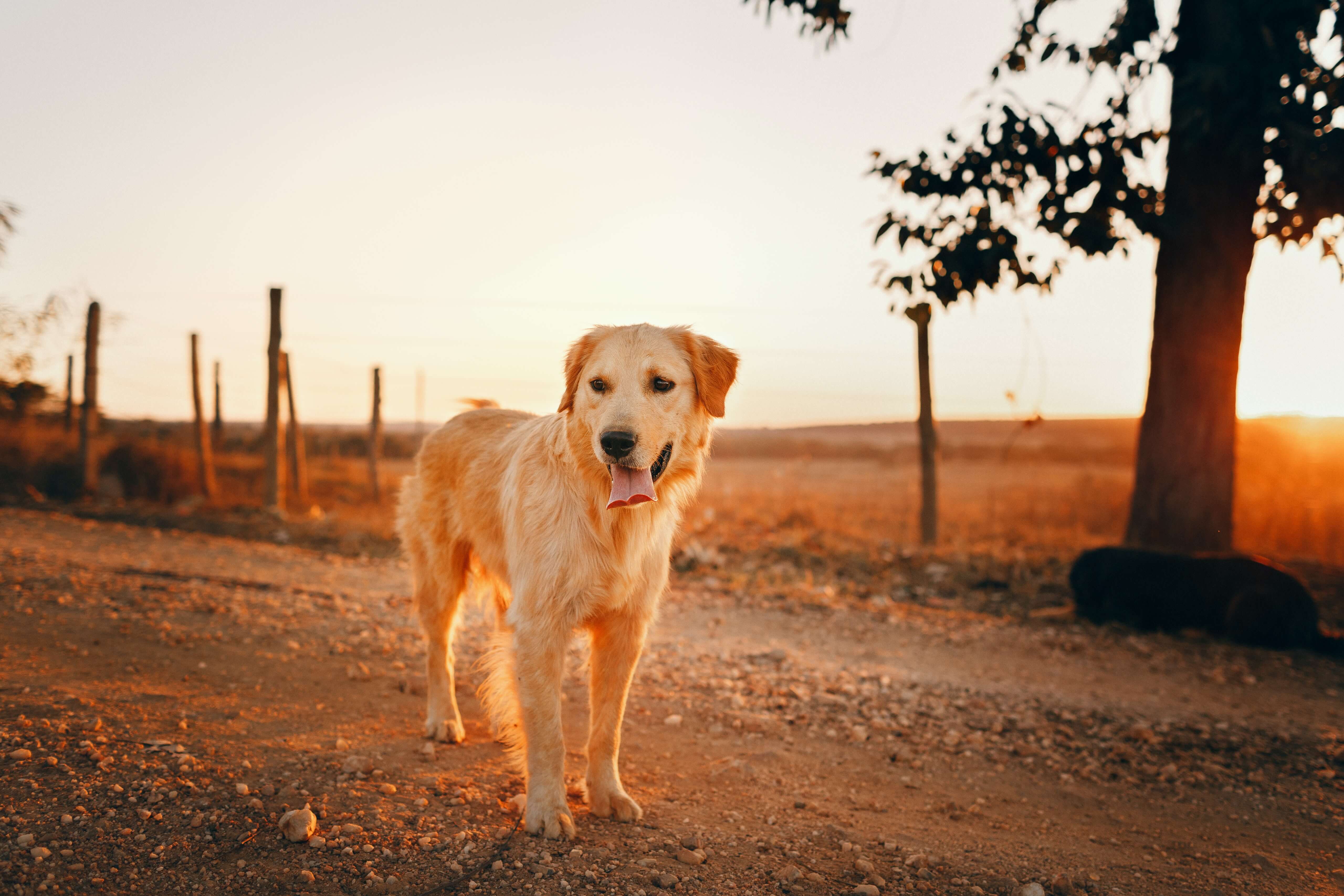 Een golden retriever staat te hijgen op een zandpad.