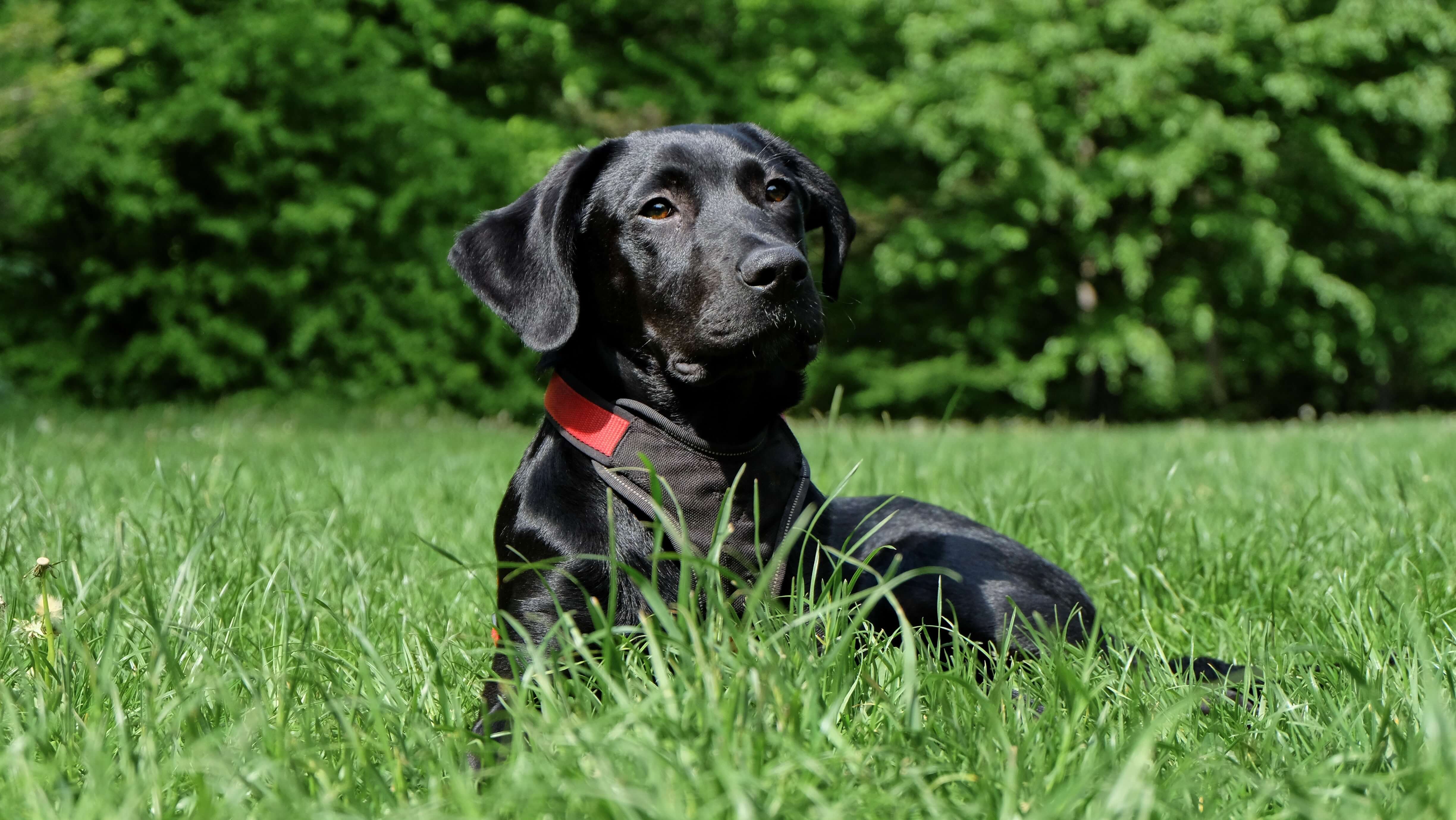 Een Labrador zit op het gras.