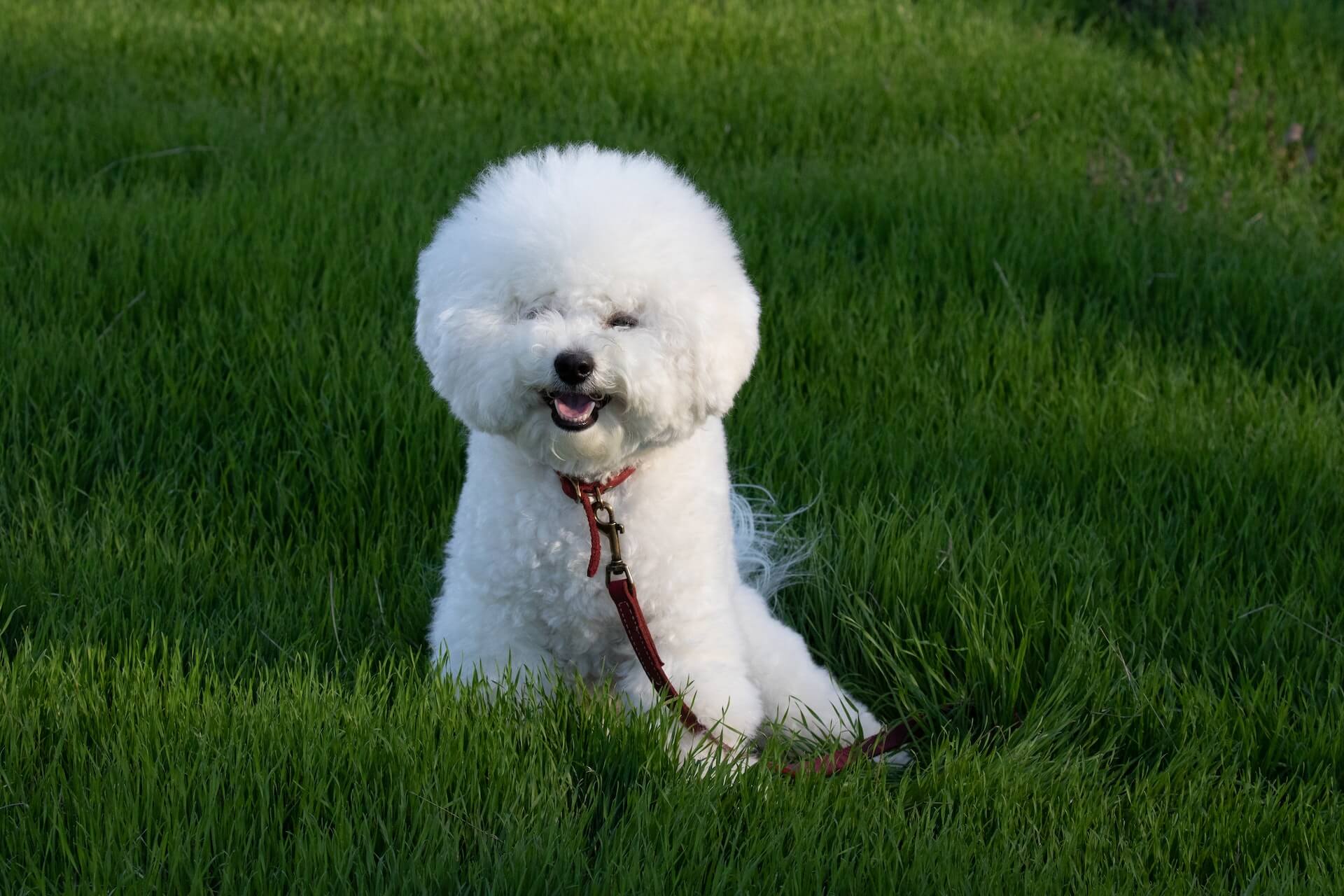 Een Bichon Frise die in het veld zit