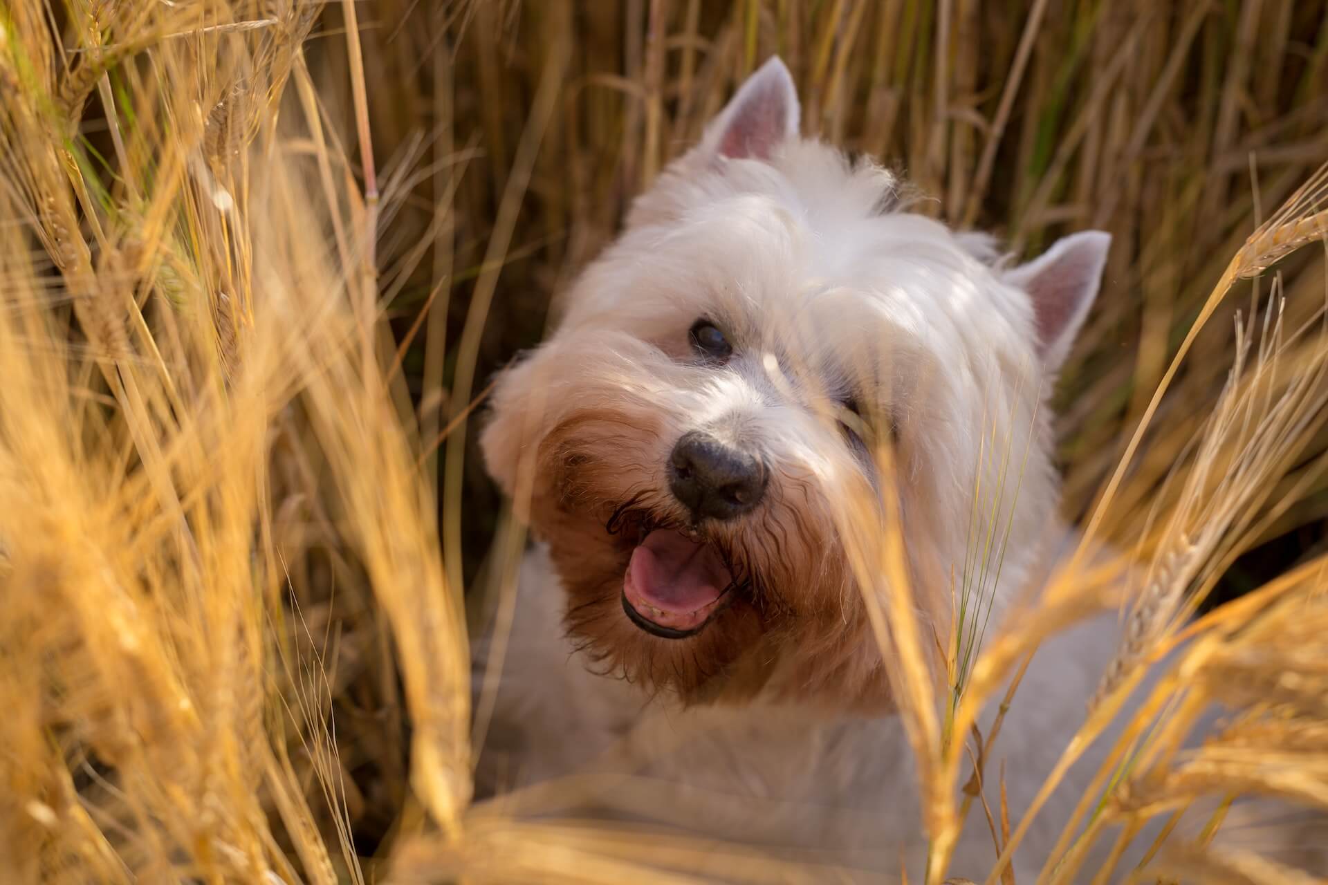 Een cairn terrier zittend in een gerstveld