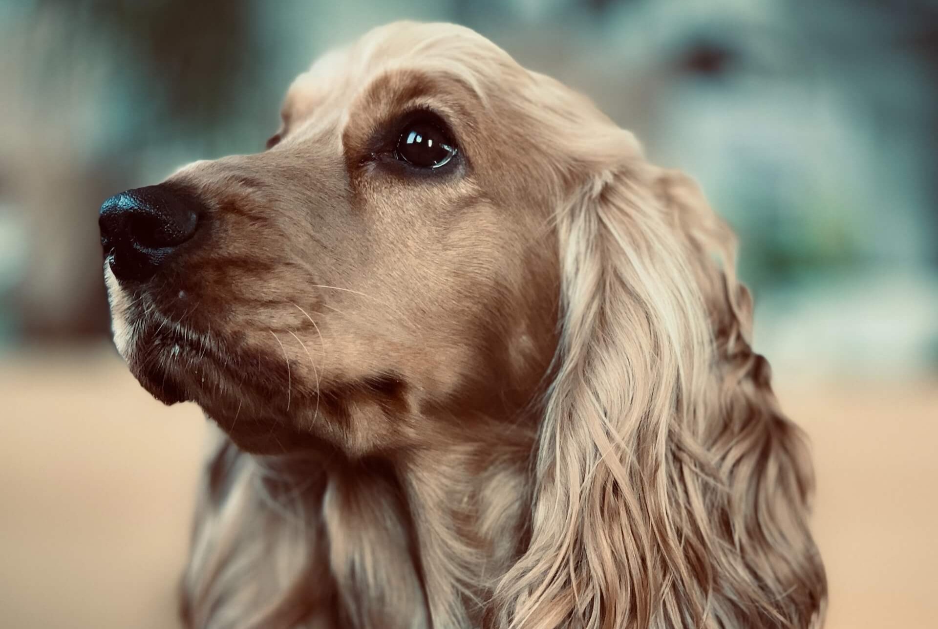 Een cocker spaniel kijkend naar links
