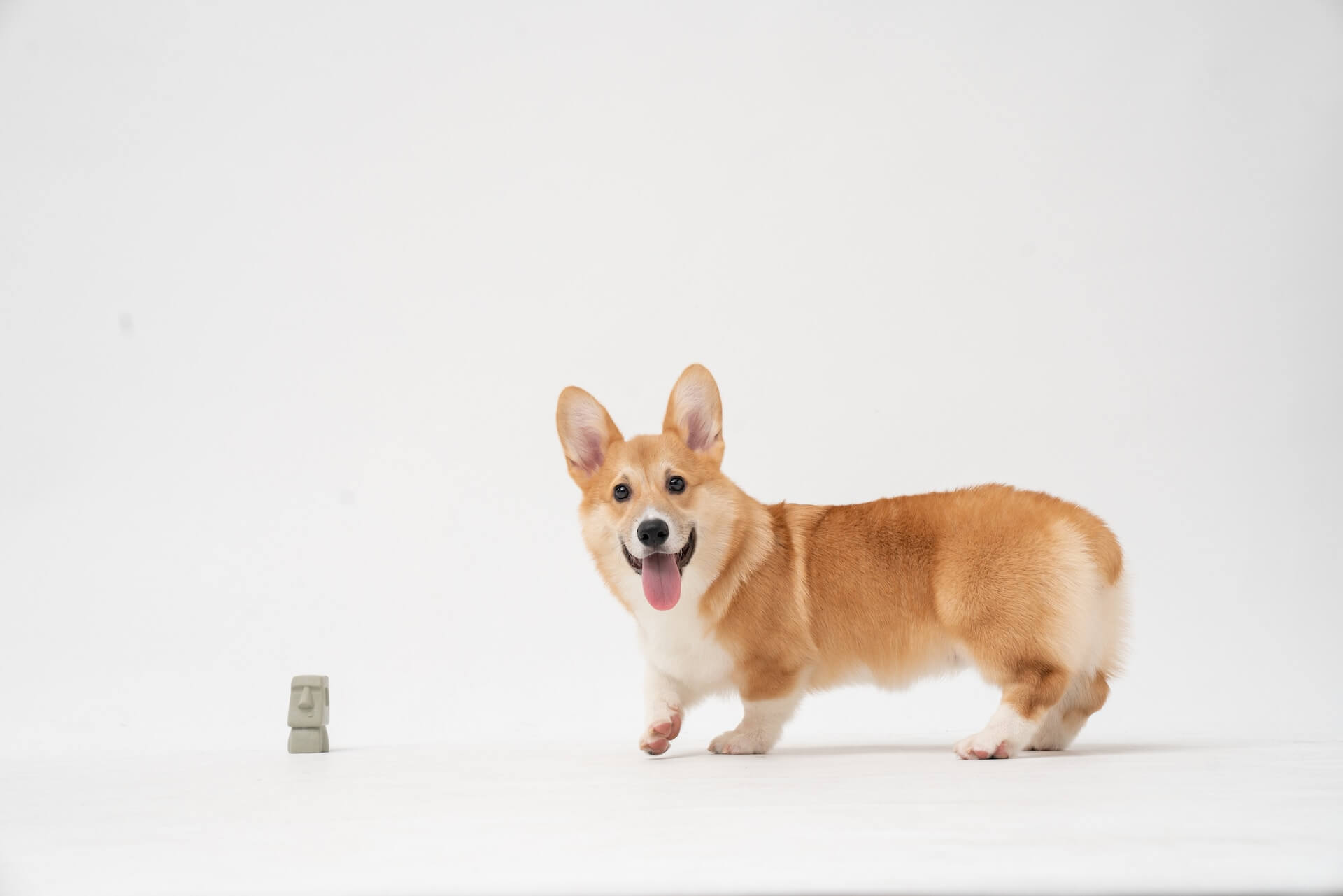 Een corgi kijkend naar de camera met zijn tong uit zijn bek
