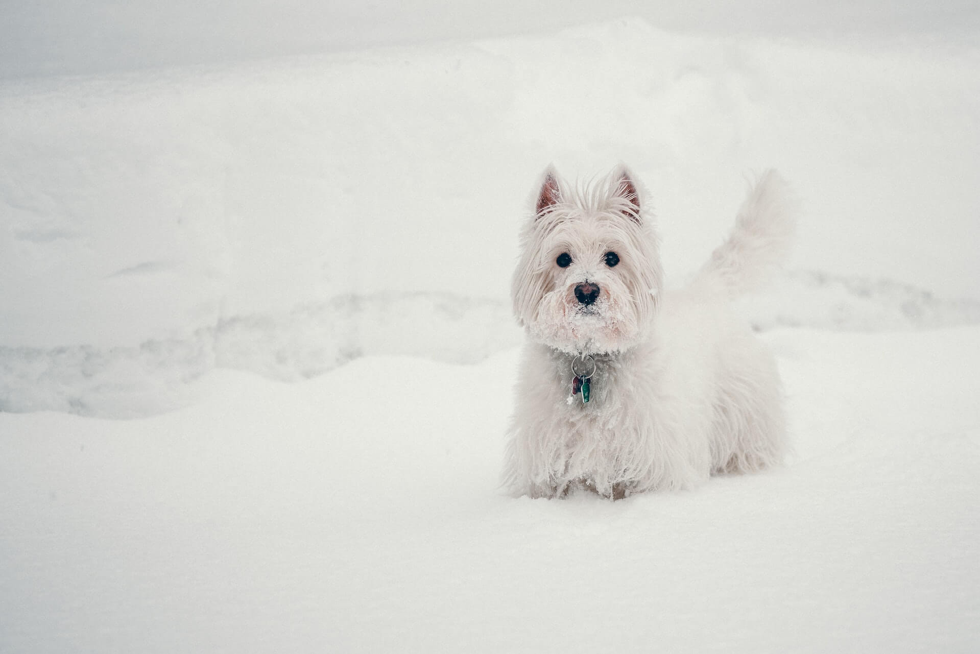Een West Highland White Terrier in de sneeuw