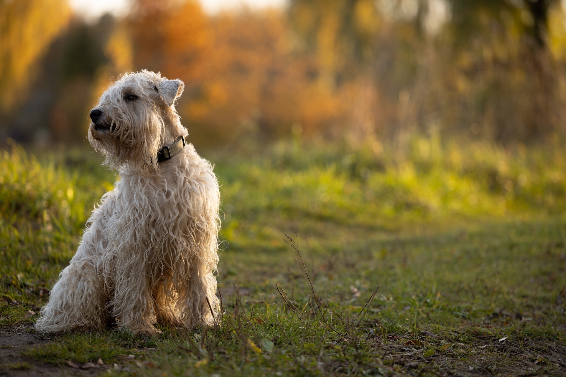 Een Lakeland Terrier die in het veld zit 