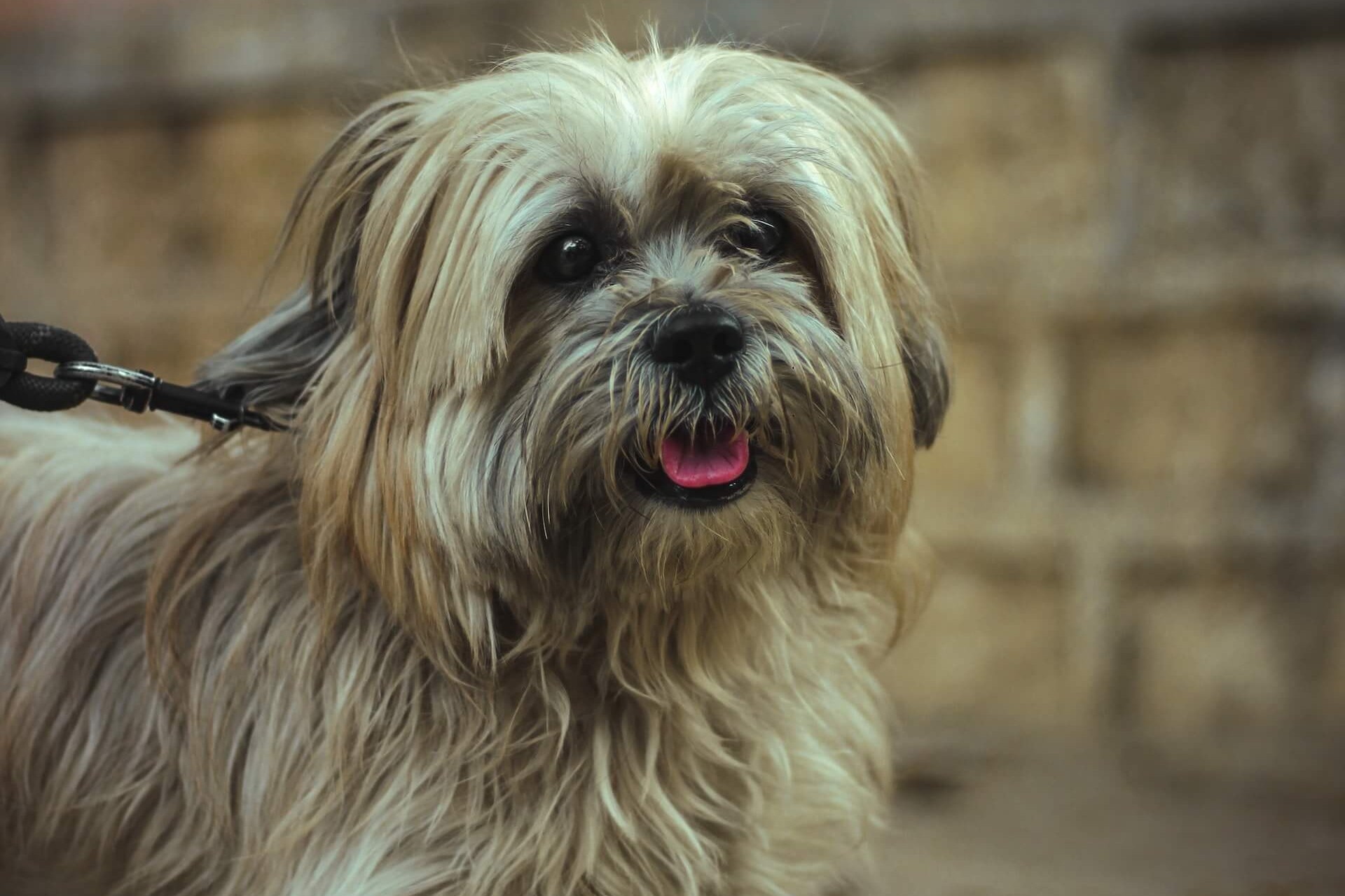 Een Lhasa Apso