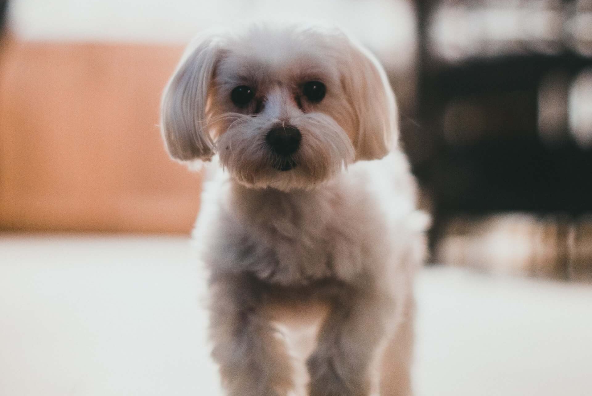 Een maltezer die naar de camera loopt