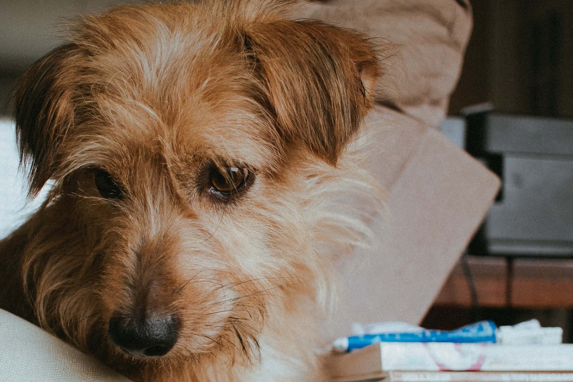 en Norfolk Terrier die op zijn hondenmand zit