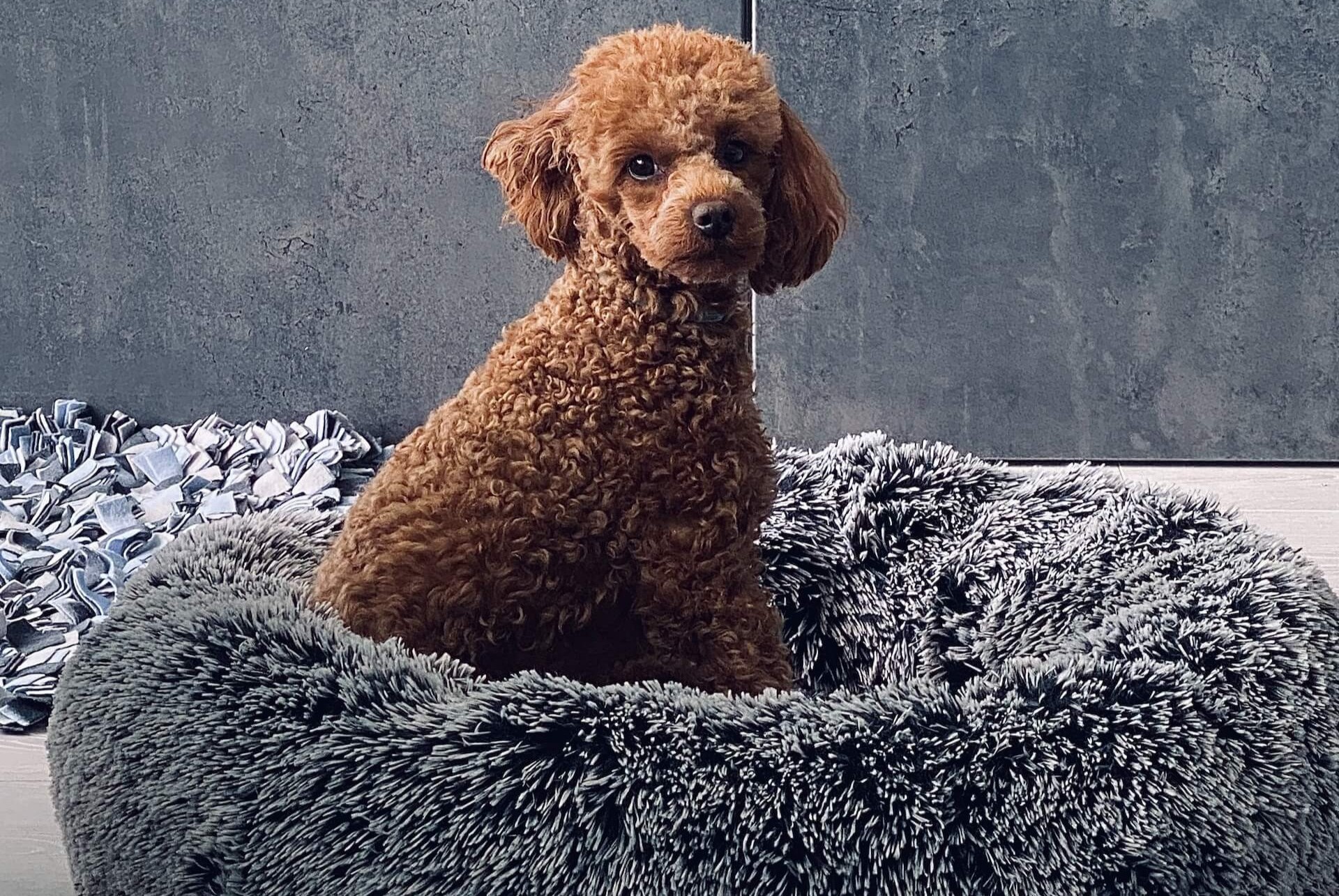 Een poedel die op een hondenbed zit