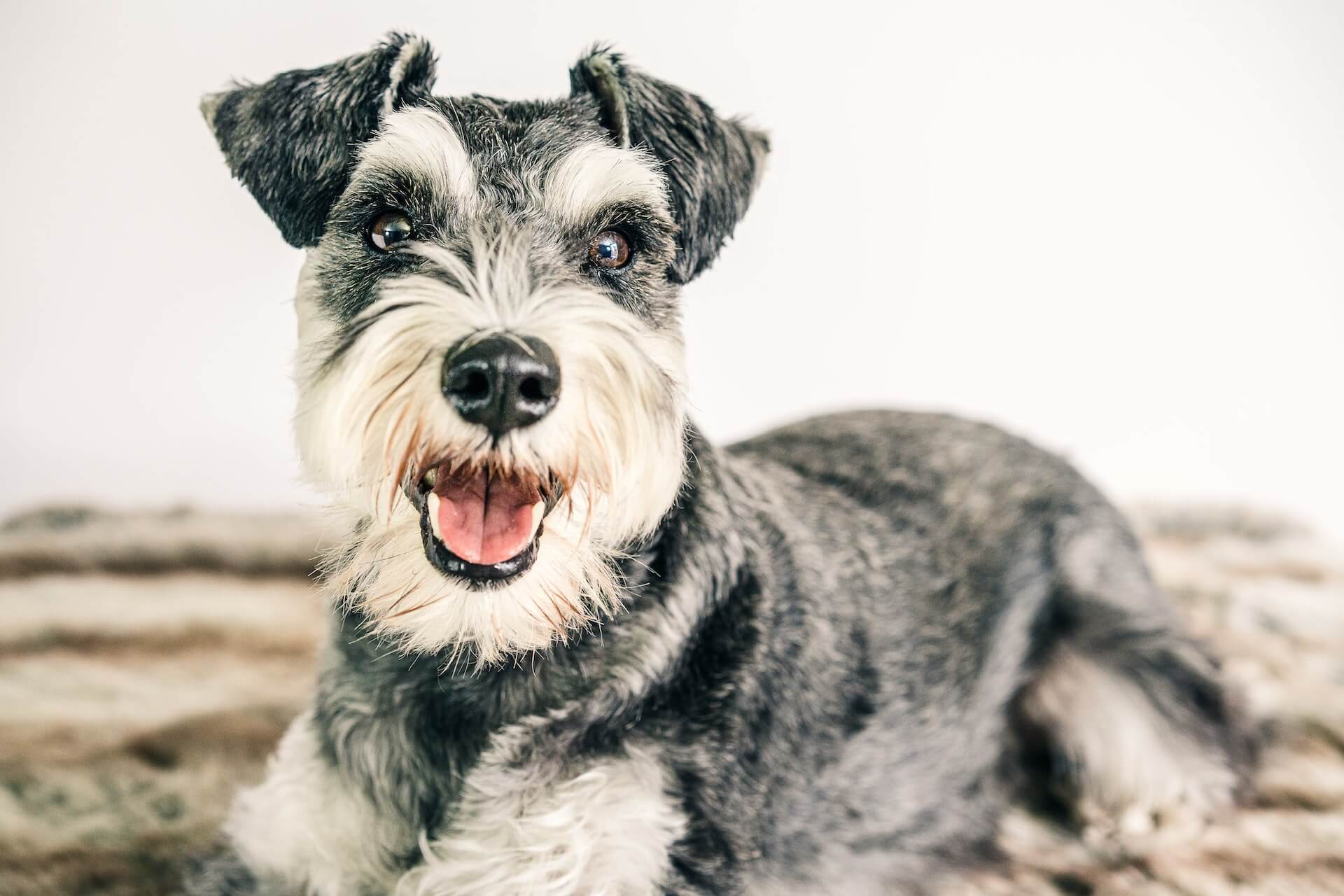 en schnauzer die zit en naar de camera kijkt