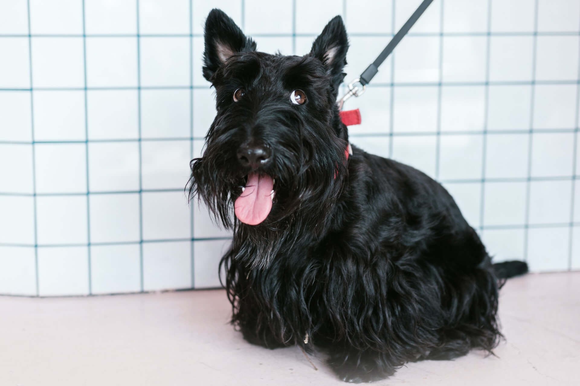 Een Schotse Terrier die voor een betegelde muur zit