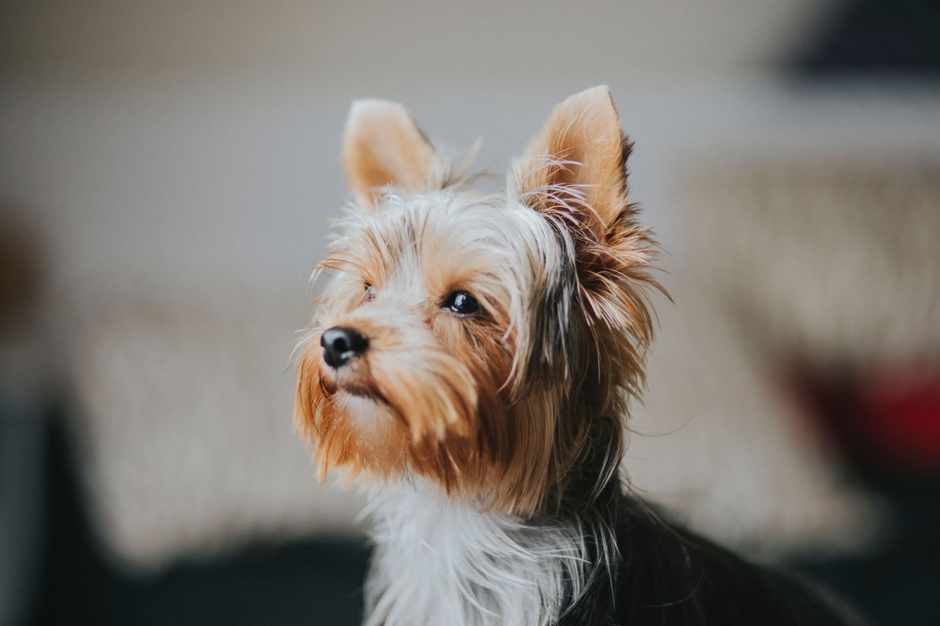 Een Yorkshire Terrier die opzij kijkt