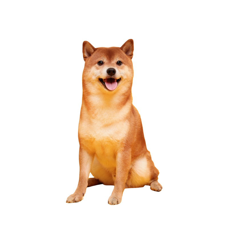 pedigree dog no bg New